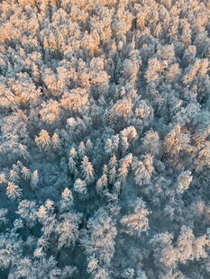 冬日雪覆森林鸟瞰美景