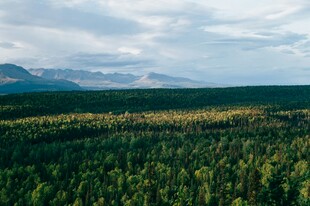 广袤森林与远处山峦景观