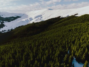 雪山下的茂密森林景观