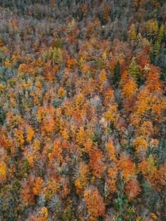 秋日绚烂枫林美景