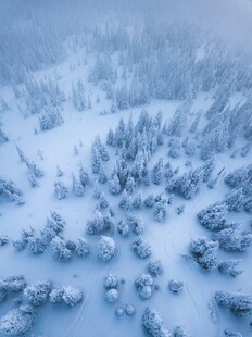 冬日雪景的静谧森林