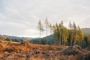 秋日山林风光