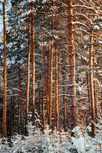 冬日雪覆的松树林景观