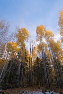 秋日山林美景