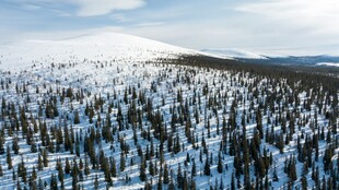 冬日雪覆森林壮丽景观