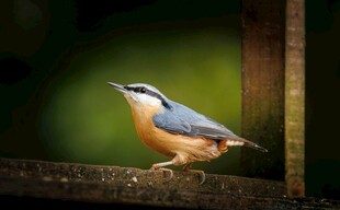 栖息枝头的彩色小鸟