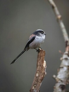 枝头长尾小鸟特写