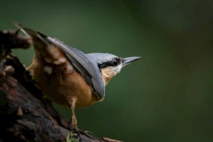 栖息于枝头的美丽小鸟