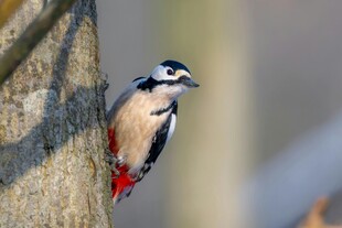 啄木鸟栖息树干瞬间