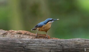 蓝羽小鸟立于树干上