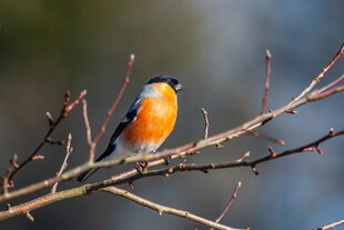 枝头栖息的橙腹小鸟