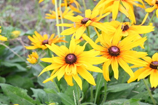 金黄黑心菊绽放