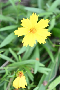 黄色小花绽放于绿叶间