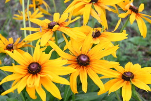 金黄黑心菊绽放