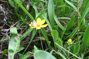 草丛黄色小花 蝴蝶