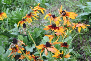 美丽黑心菊绽放花丛中