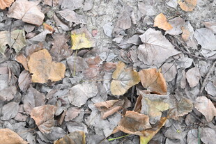 地面上的多彩落叶