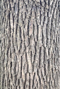 树皮纹理特写