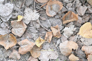 地面散落的枯黄落叶