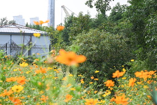 烂漫黄花盛开的自然景致