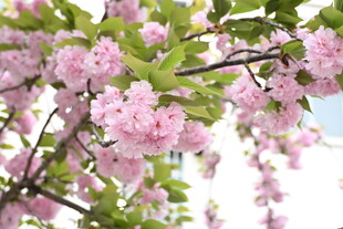 盛开的粉色繁花枝头