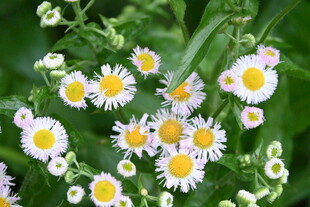 清新小白菊绽放绿意间