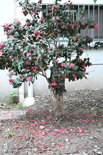 盛开的山茶树落花满地