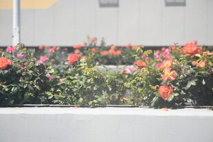 鲜艳花卉装点城市景观