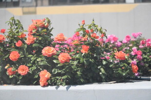 多彩花卉装点城市景观