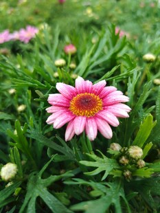 粉色雏菊绽放