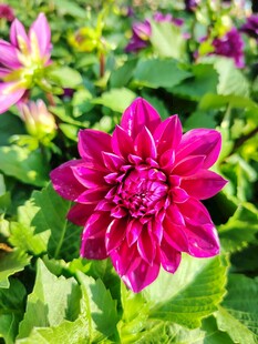 艳丽大丽花绽放