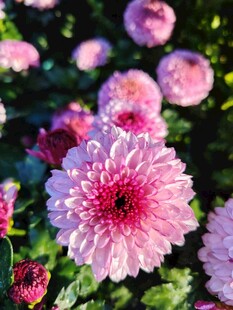 粉色菊花绽放