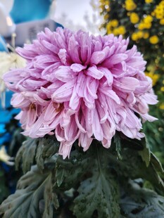 粉色菊花