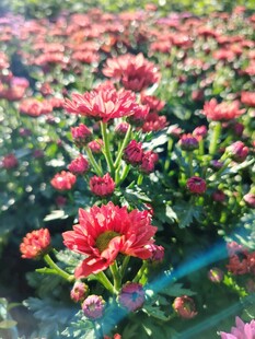 红色菊花花海