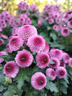 粉色菊花绽放