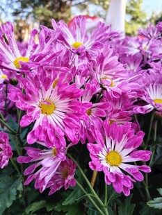 艳丽紫菊绽放