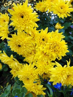 金黄菊花绽放