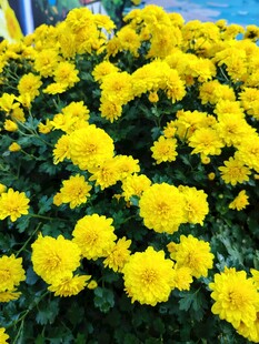 金黄菊花绽放