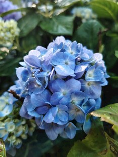 蓝色绣球花