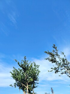 蓝天绿树风景