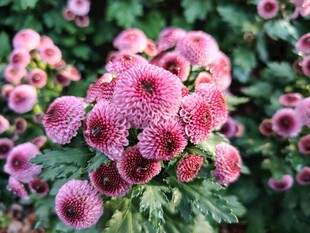 粉色菊花绽放