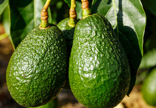 牛油果挂在枝头