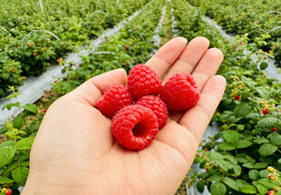 手捧树莓