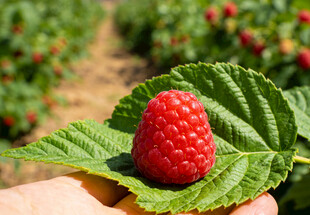 手托绿叶上的红树莓