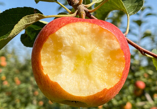 果园中咬过的红苹果