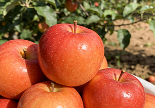 红苹果堆叠在果园中