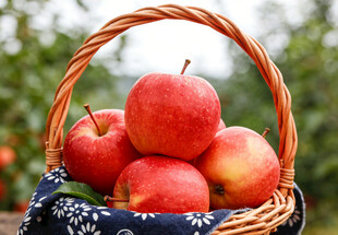 篮子里的红苹果