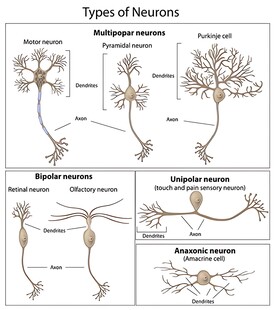不同类型的根瘤菌图示
