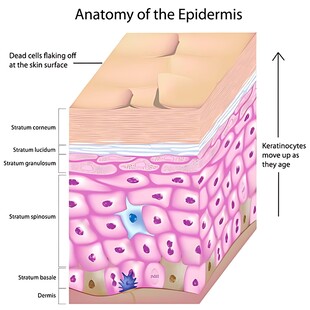 表皮解剖结构示意图