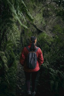 徒步者穿行于茂密山林间